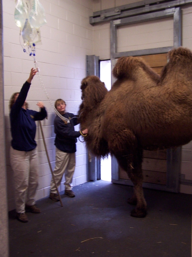 Dr. John Scheels - Exotic Animal Dentistry